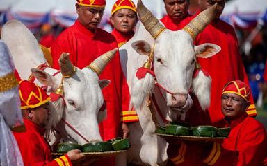 Labour-Royal-Thailande
