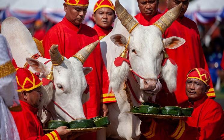 Labour-Royal-Thailande