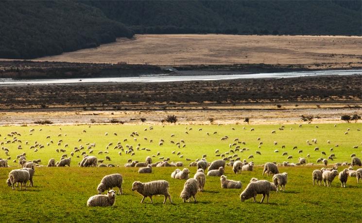 Nouvelle Zélande écologie 