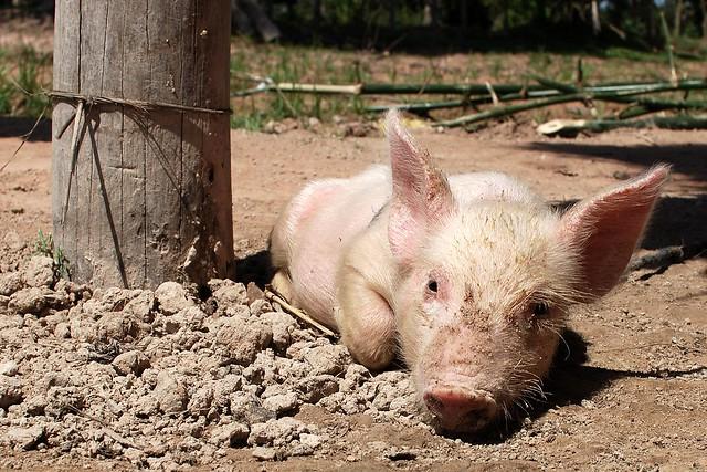 Peste porcine africaine cambodge