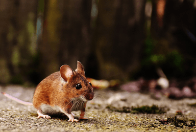 souris rongeurs universités LSE King's College fermés infestés Londres Royaume-Uni 