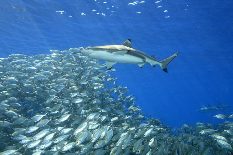 plonger triangle de corail