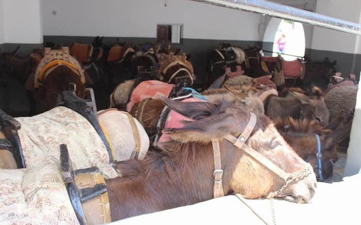 maltraitance ânes Santorin