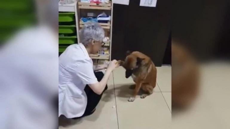 vidéo turquie chien imamoğlu okey