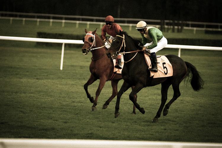 Chevaux courses hippiques Tor służewiec Varsovie Pologne