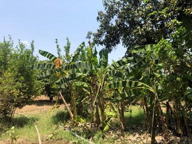 reconversion ferme maharastra venkat iyer