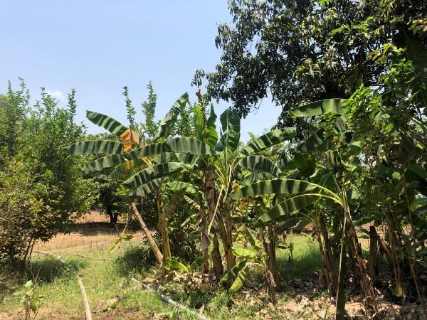 reconversion ferme maharastra venkat iyer