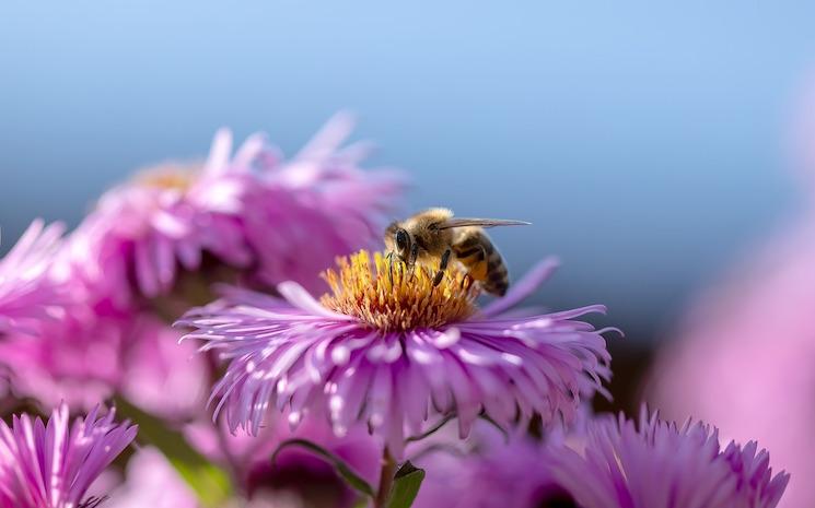 biodiversité grèce commission européenne