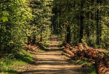 forêt pins Käfertal Mannheim reboisement