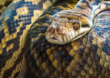 python géant retrouvé londres maison Islington