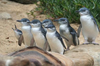 pinguin phillip island