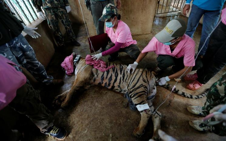 Tigre-Temple-Thailande