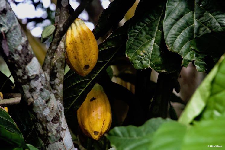 cacao cote d'ivoire