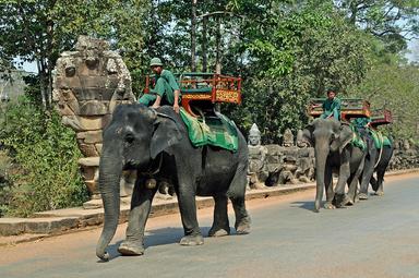 elephants interdiction angkor promenades