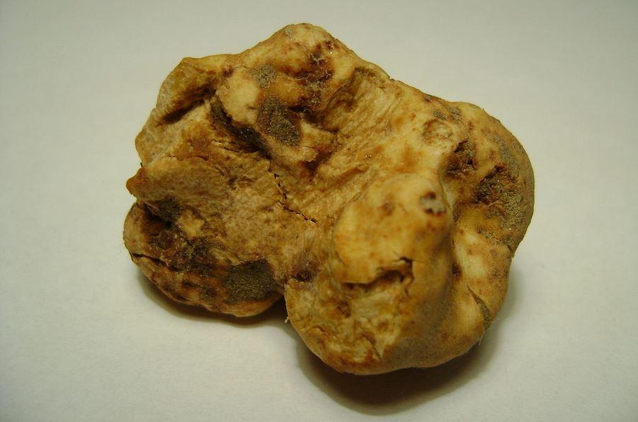 Truffe Blanche Alba Wikipedia