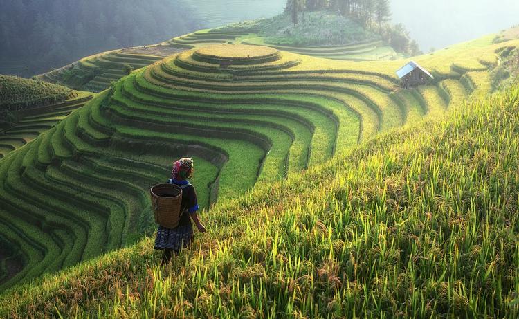 agriculture-chine-cooperatives