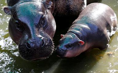Hippo-nain-Thailande-Maman