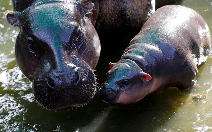 Hippo-nain-Thailande-Maman