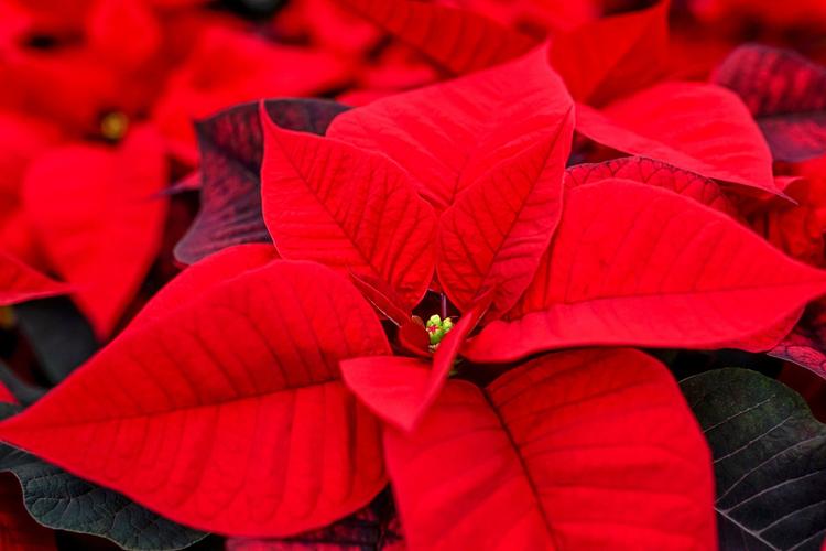 poinsettia, étoile de Noël