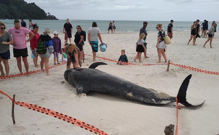 BALEINES COROMANDEL