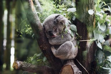 Koala NZ