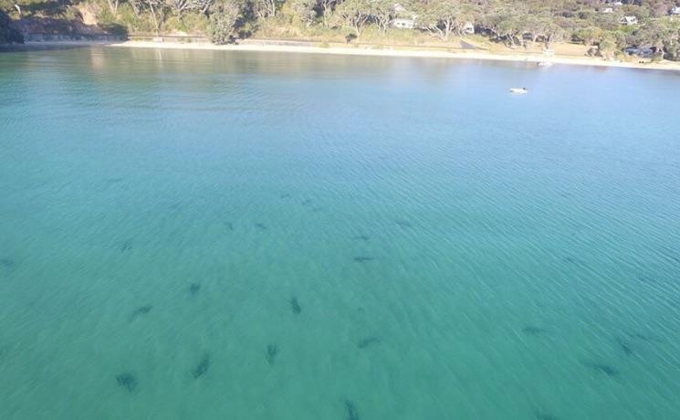 Requins plage NZ