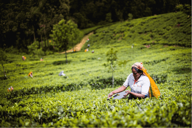 immersion asie singapour