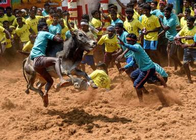 jallikattu india 2020 tamil nadu 2