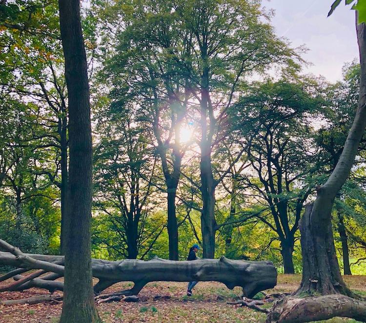 Arbres Angleterre 50 000 londres