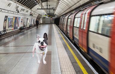 Dog Tube Undergroud chien Londres