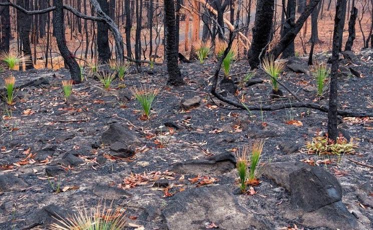 Plantes Australie Incendies