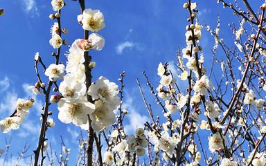 parc-hanegi-tokyo-japon
