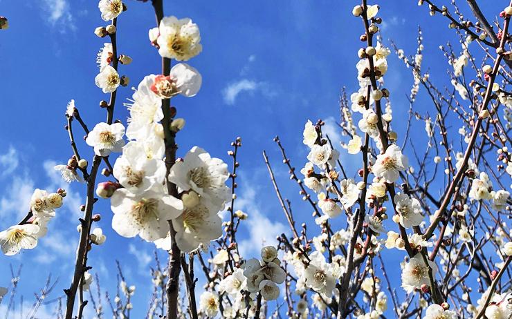 parc-hanegi-tokyo-japon