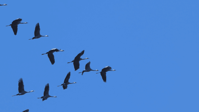 Danemark oiseaux migrateurs