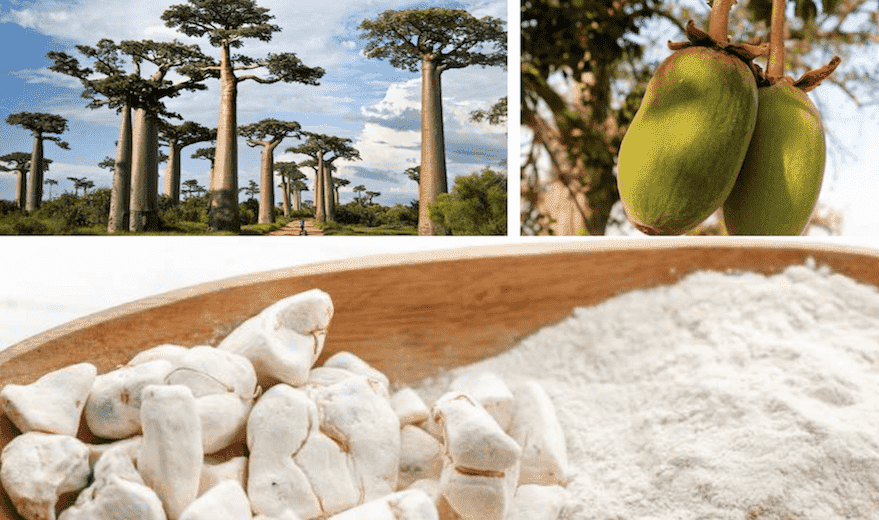 Un baobab et du pain de singe au Sénégal