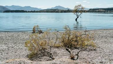 Wanaka Tree