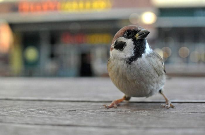 Covid-19, les oiseaux en ville