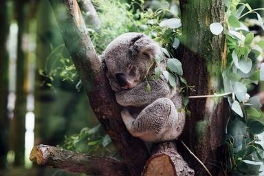 koala incendie australia