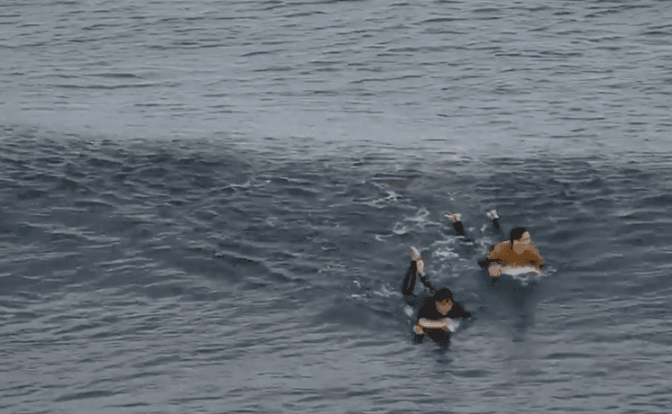 Surfeur français attaque requin Australie