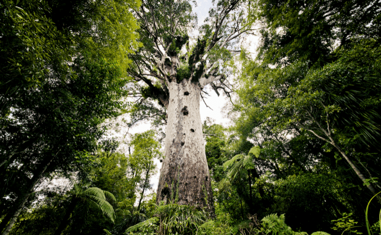 forêt kauri nouvelle zélande