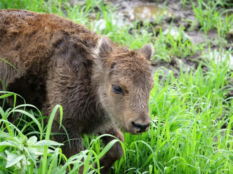 bébé bison naissance roumanie 