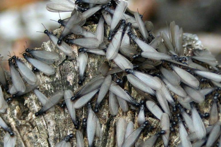 se débarrasser termite remède naturel