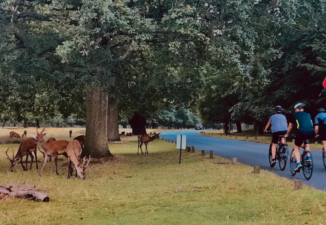 richmond park cerfs vélos