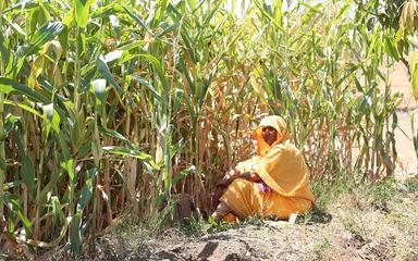 sucre Inde production baisse