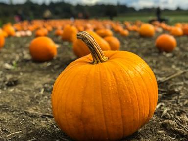 citrouille cueillette Halloween londres