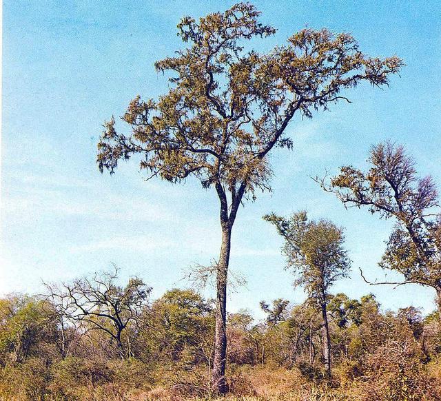 quebracho colorado arbre national argentine