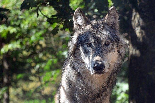 VIDEO meute loups nord Roumanie