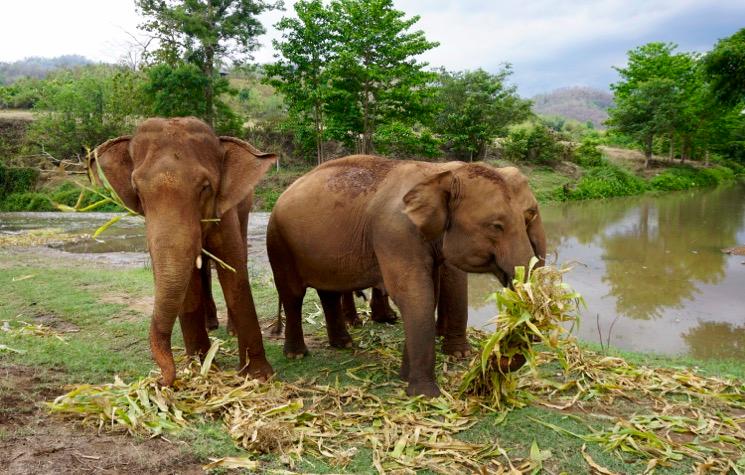 elephant en train de manger