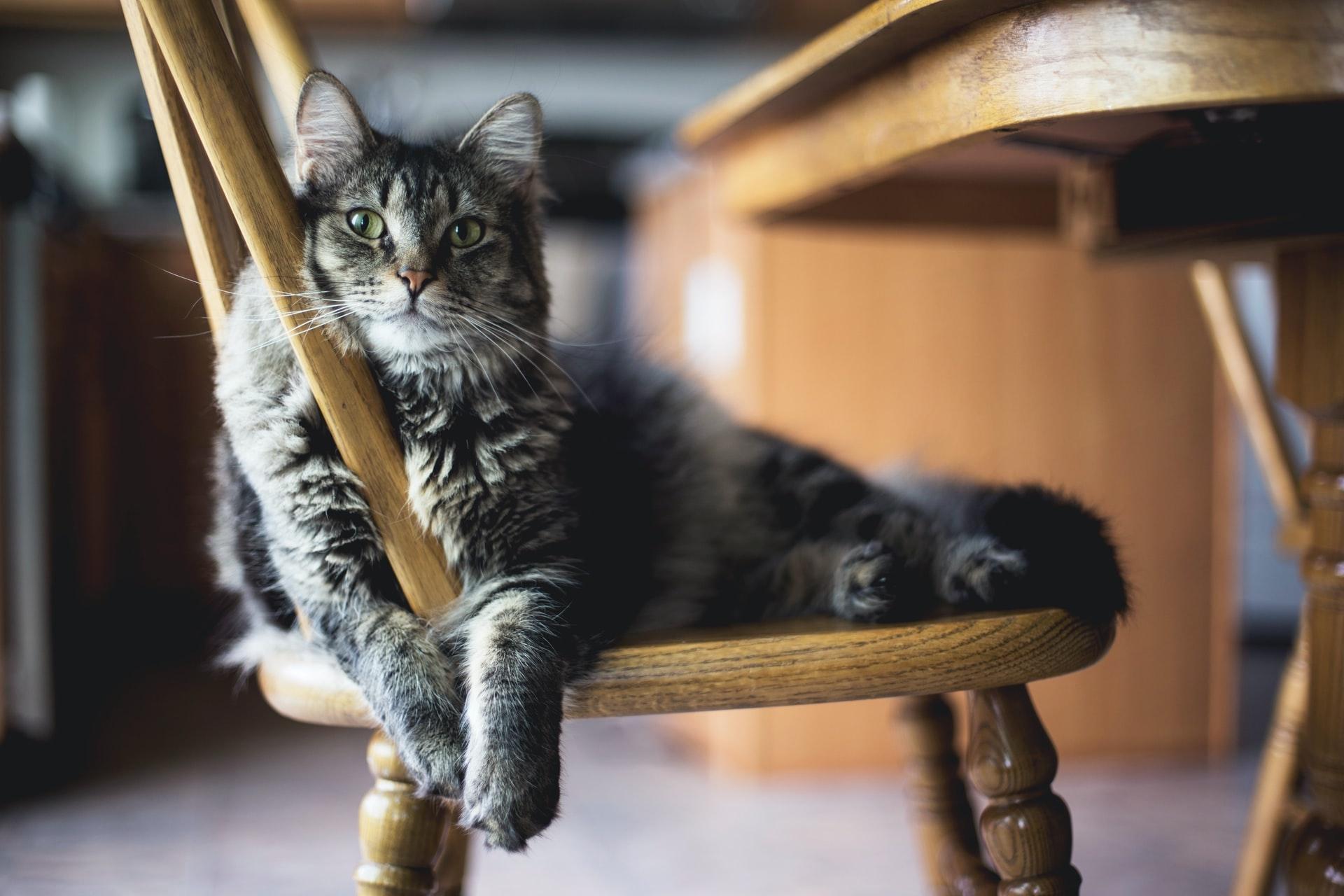 télétravail animal compagnie stress