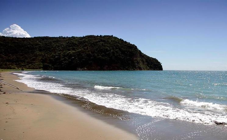 Auckland requin plage